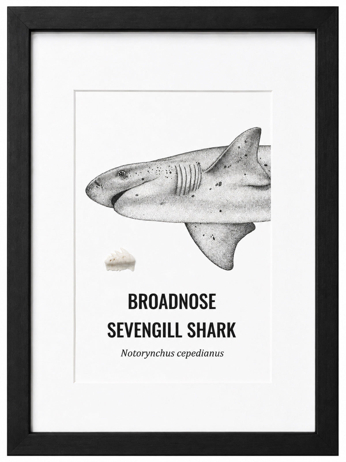 Large - A3 Broadnose Sevengill Shark Print