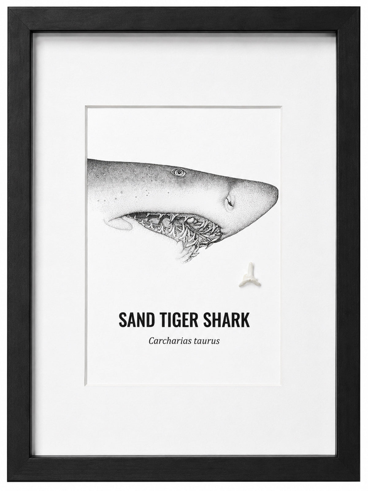 Small - A5 Sand Tiger Shark Print