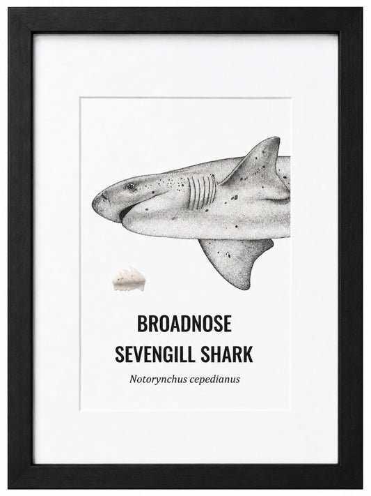 Small - A5 Broadnose Sevengill Shark Print