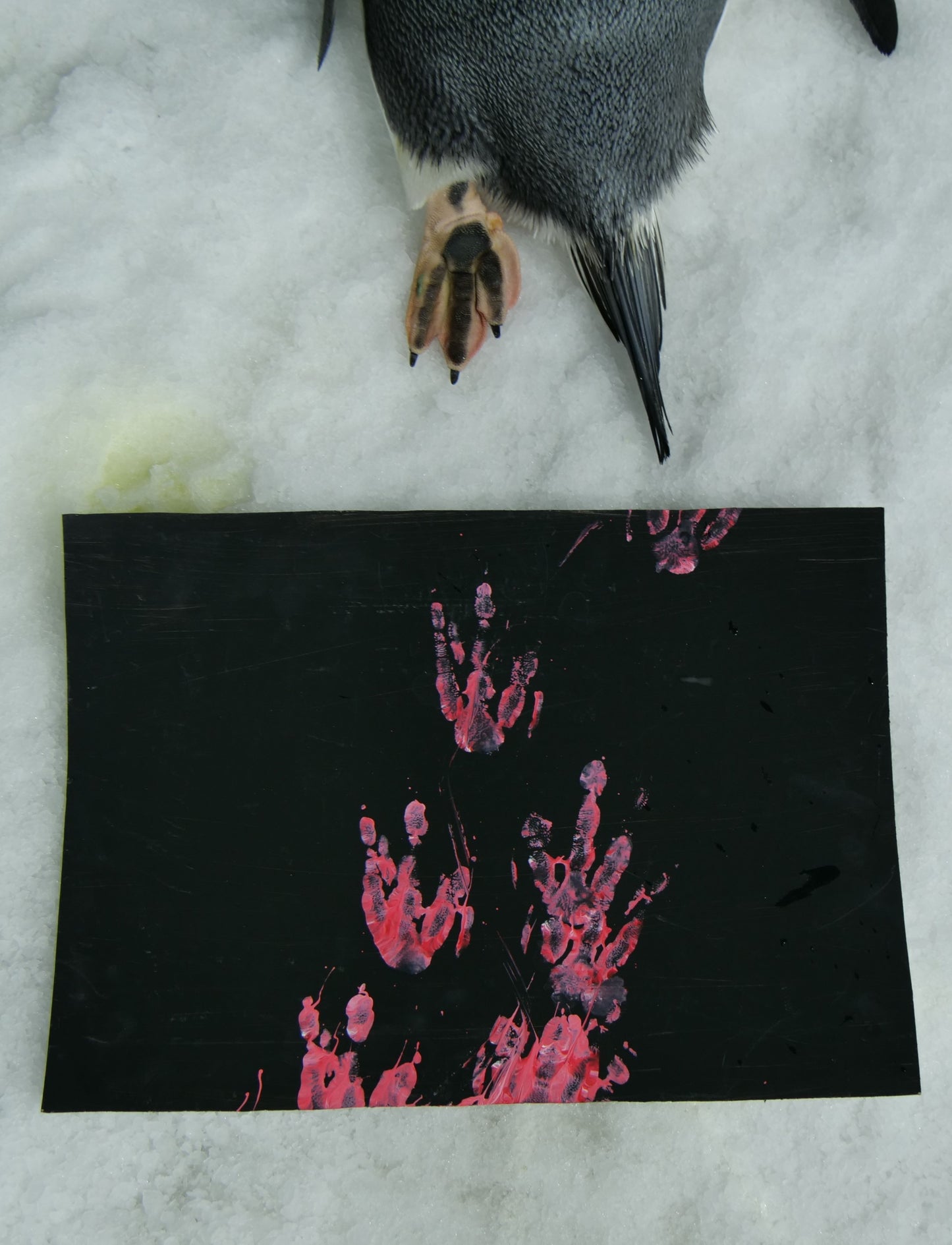 Large - A3 Penguin Paintings