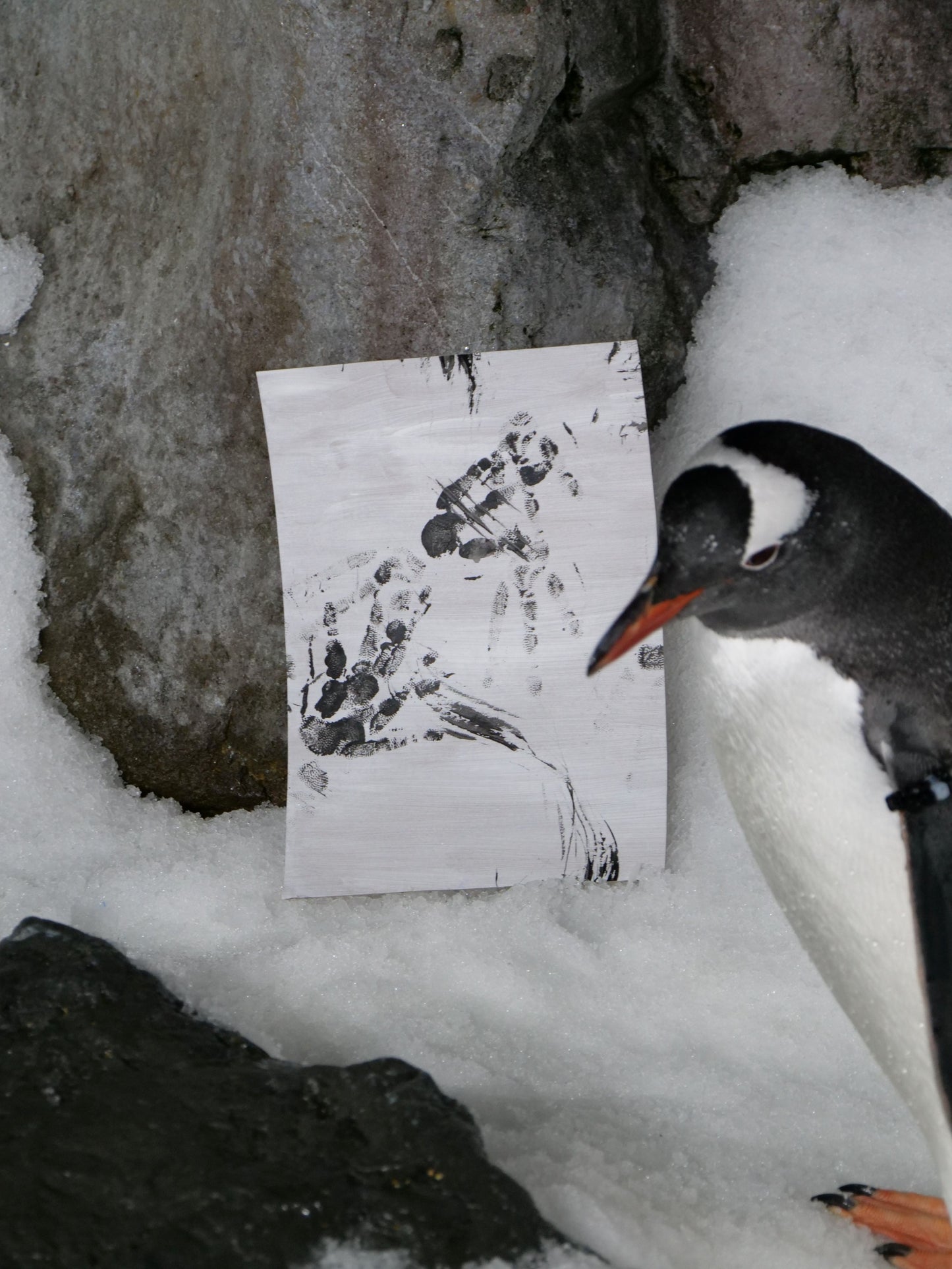 Medium - A4 Penguin Paintings