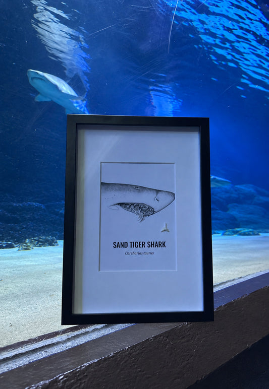 Large - A3 Sand Tiger Shark Print