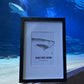 Small - A5 Sand Tiger Shark Print
