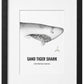 Small - A5 Sand Tiger Shark Print