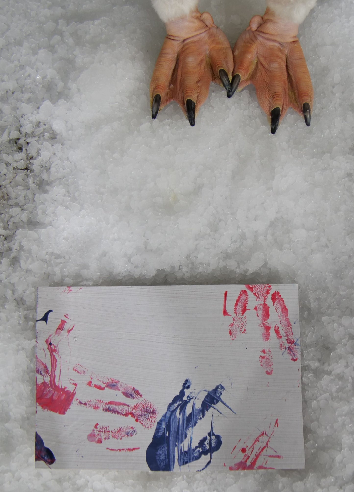 Small - A5 Penguin Paintings