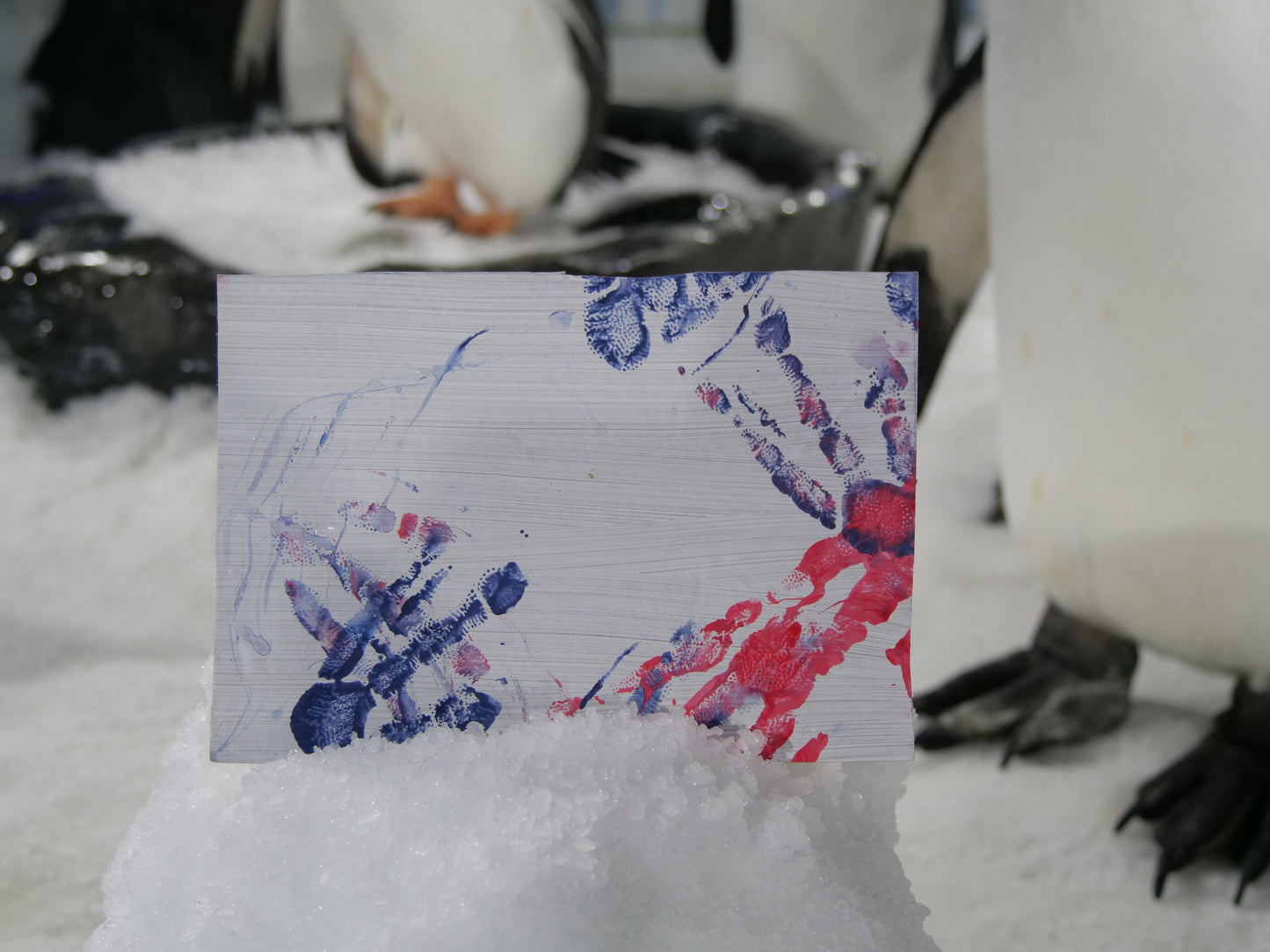 Small - A5 Penguin Paintings
