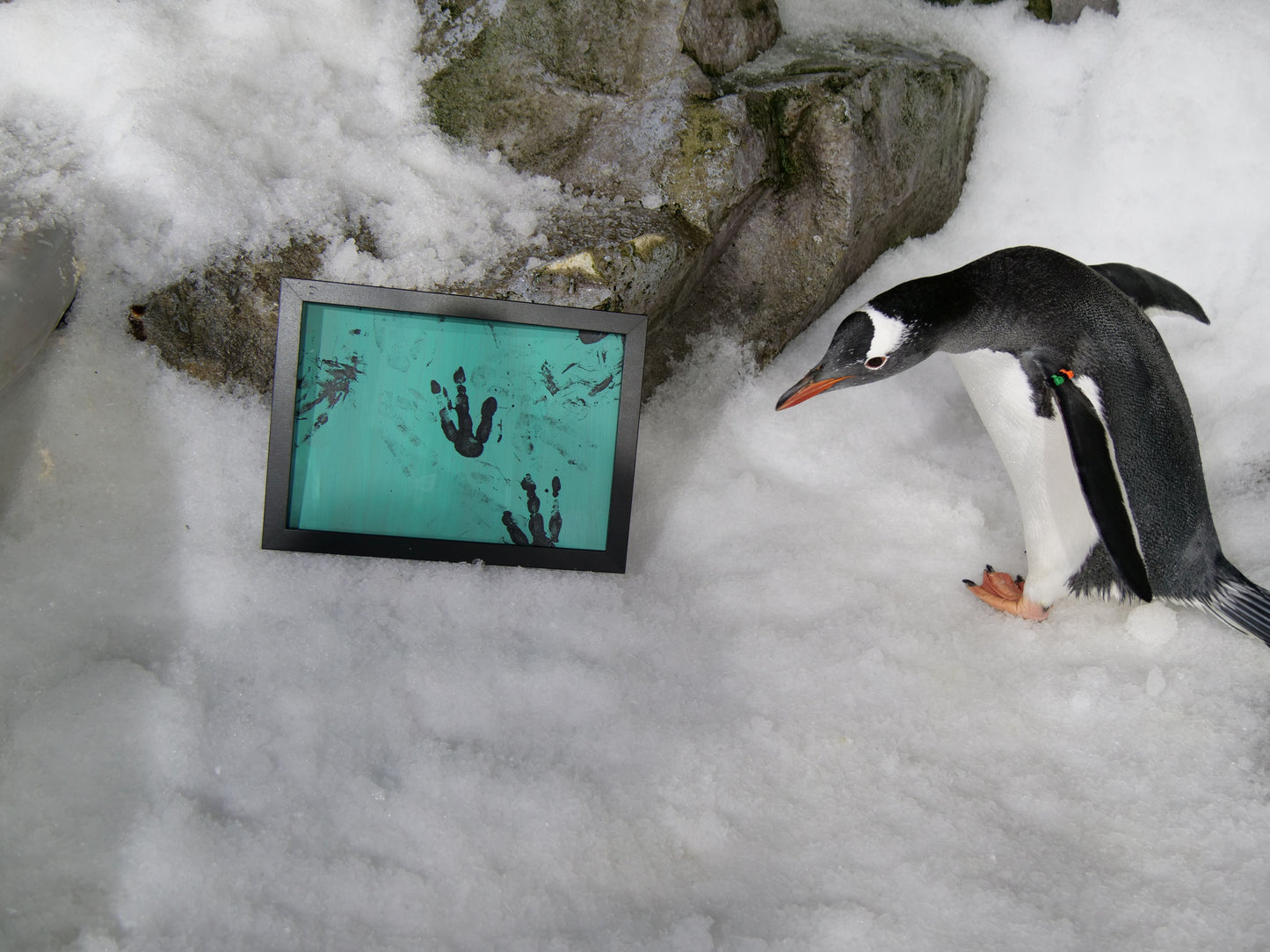 Medium - A4 Penguin Paintings