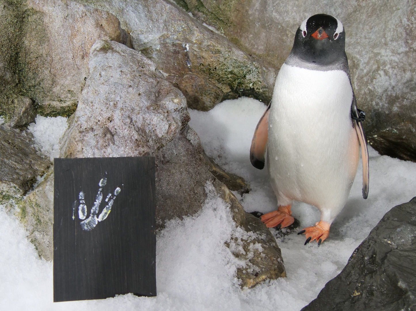 Small - A5 Penguin Paintings